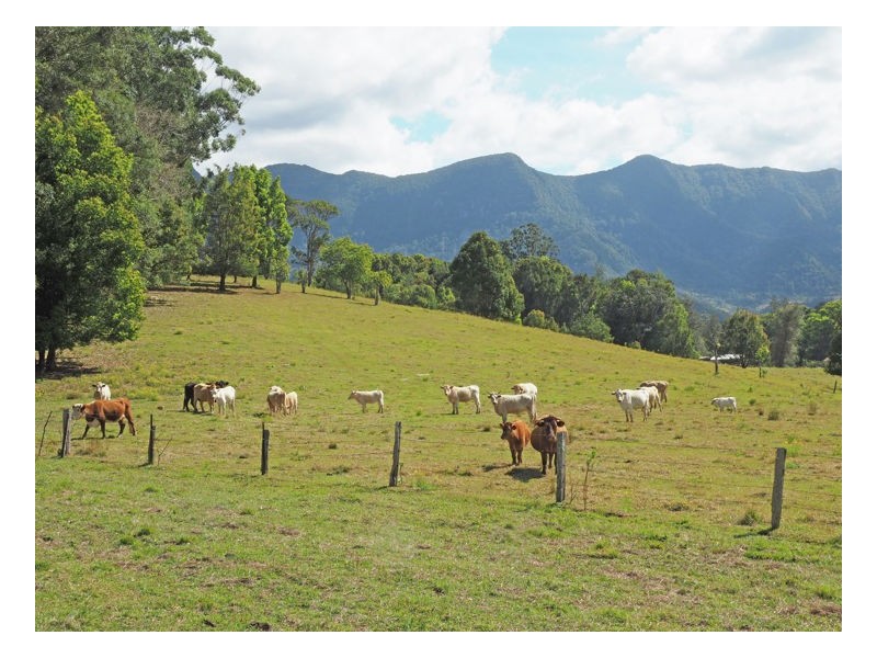 165 Limpinwood Valley Road, Limpinwood NSW 2484