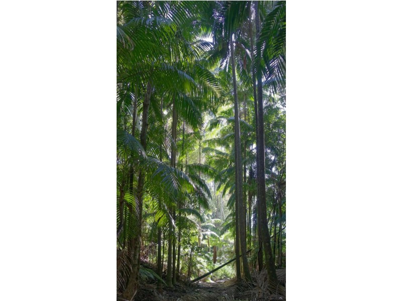 83 Mt Burrell Road, Mount Burrell NSW 2484