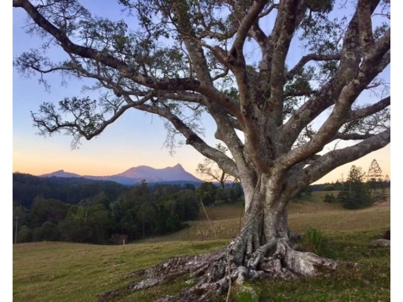 3104 Kyogle Road, Mount Burrell NSW 2484