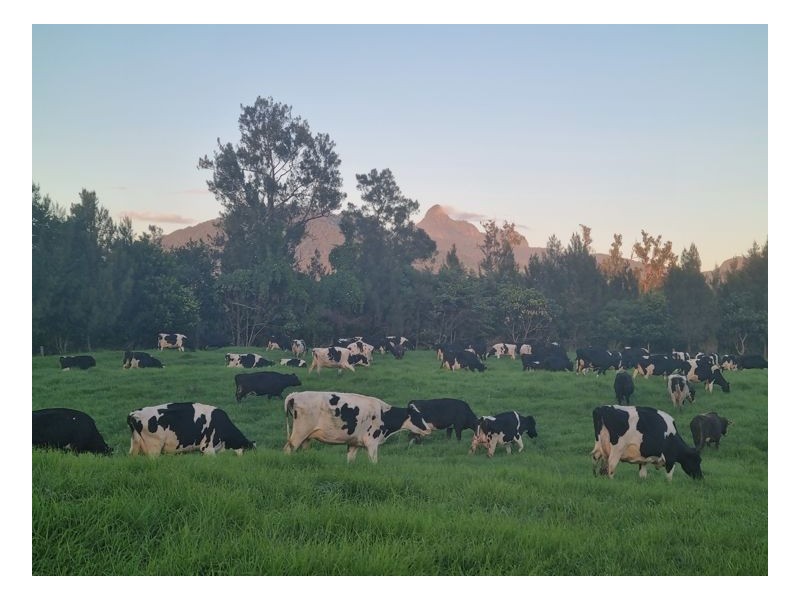 522 Kyogle Road, Murwillumbah NSW 2484