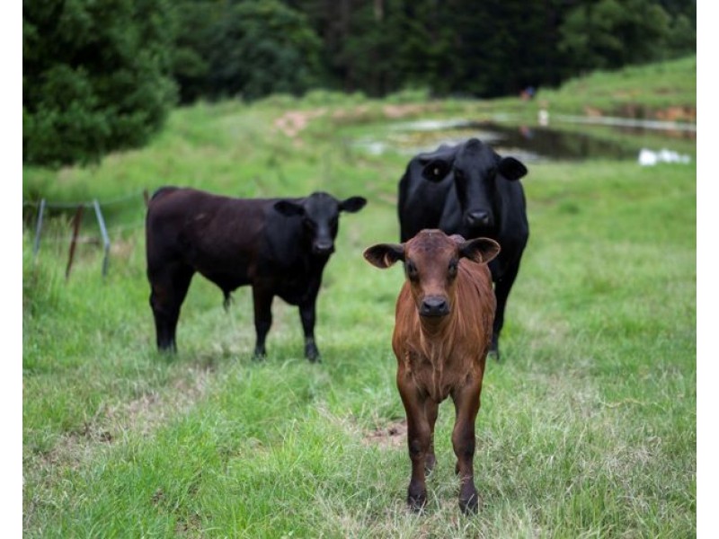 6 Ringtail Road, Stokers Siding NSW 2484