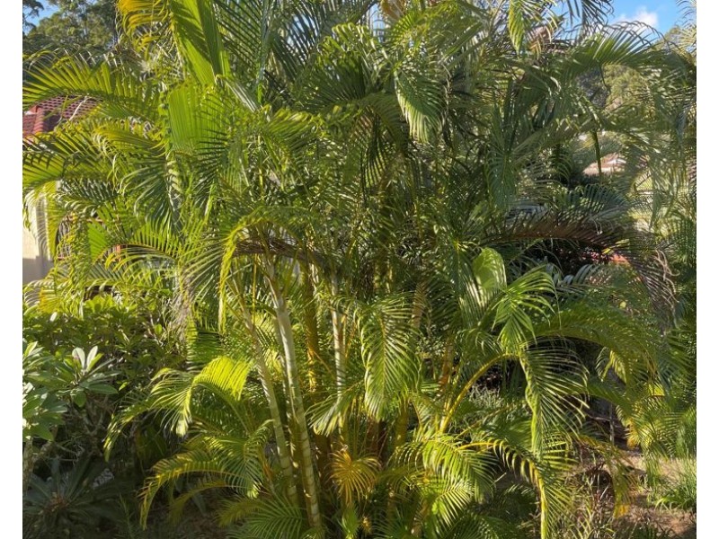 4 Fern Avenue, Murwillumbah NSW 2484