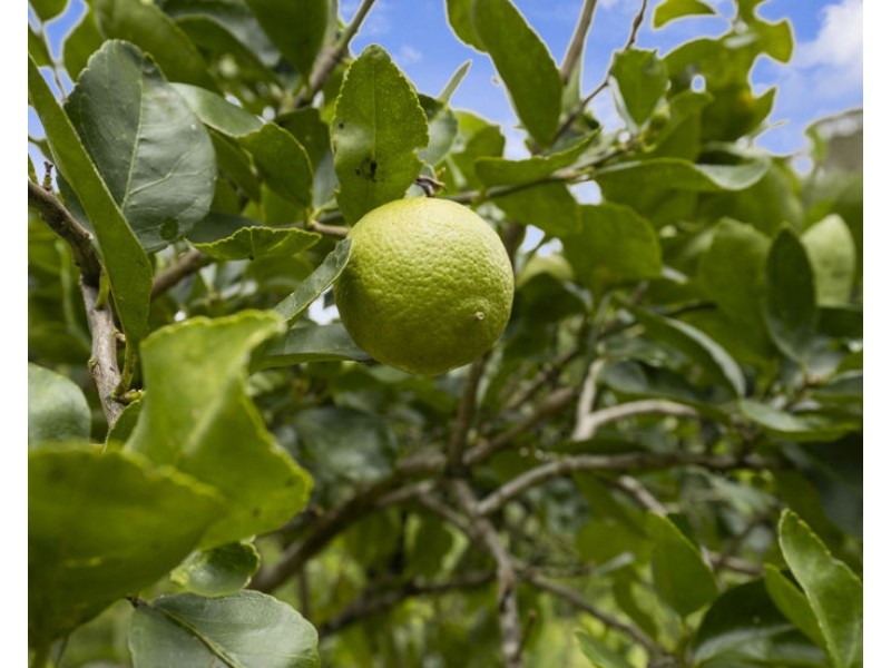 1101 Reserve Creek Road, Reserve Creek NSW 2484