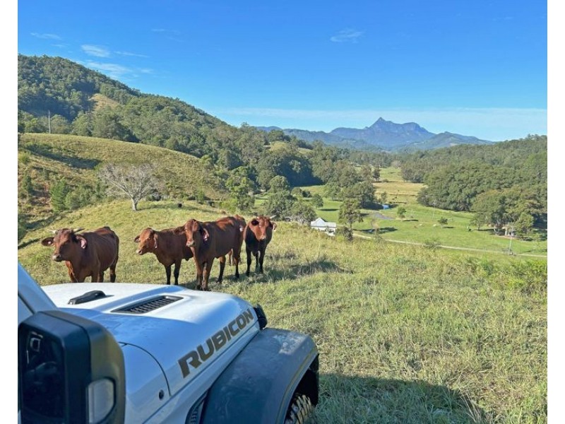 530-542 & 569 Upper Crystal Creek Road, Upper Crystal Creek NSW 2484
