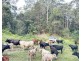 530-542 & 569 Upper Crystal Creek Road, Upper Crystal Creek NSW 2484