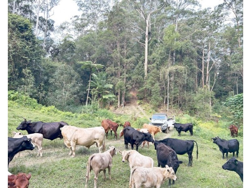 530-542 & 569 Upper Crystal Creek Road, Upper Crystal Creek NSW 2484