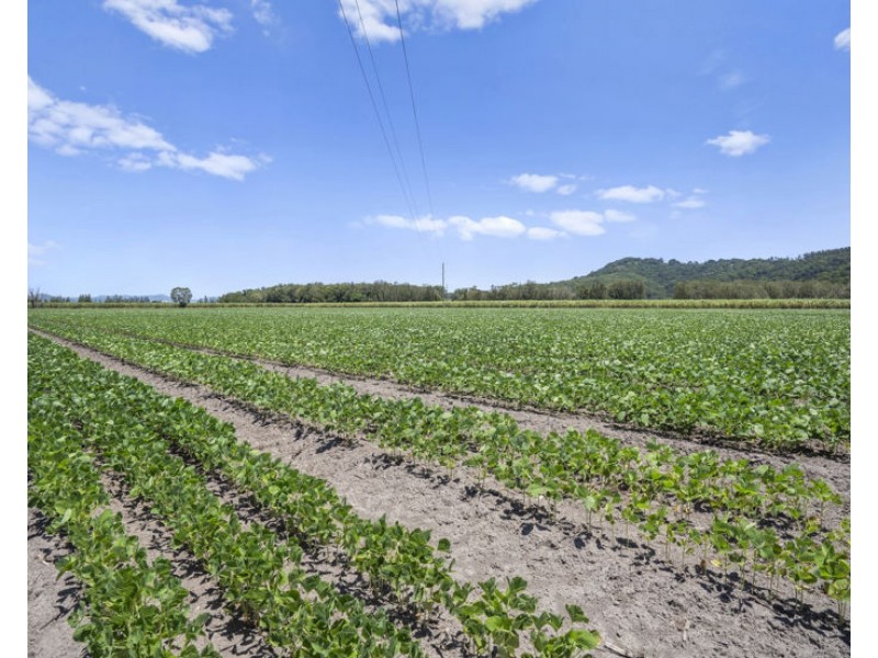 McAuleys Road, Murwillumbah NSW 2484