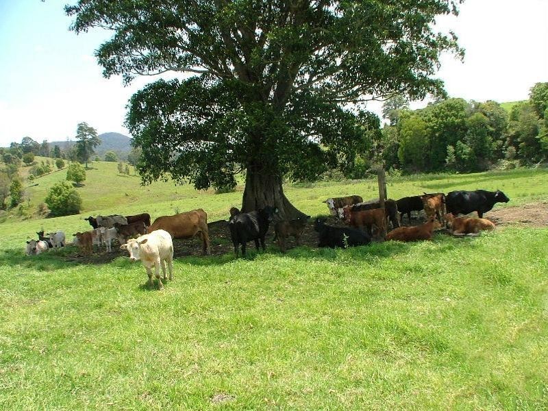 Stokers Siding NSW 2484