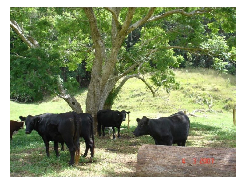 Crabbes Creek NSW 2483