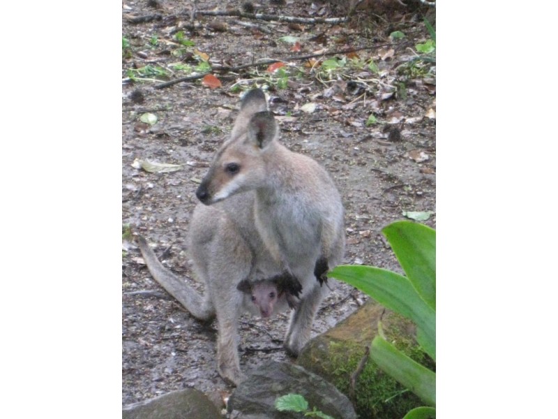 Byrrill Creek NSW 2484