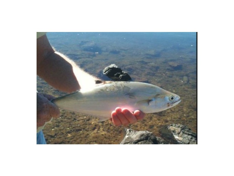 59 Alexander Street, Arcadia Vale NSW 2283