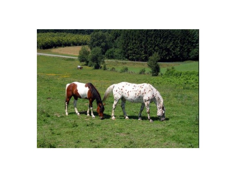 116 Louth Park Road, Maitland NSW 2320