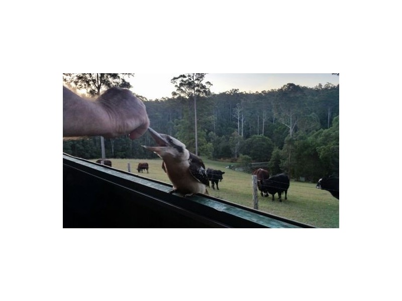 7 Gordons Knob Road, Nambucca Heads NSW 2448