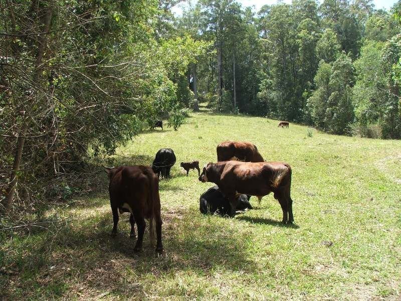 7 Gordons Knob Road, Nambucca Heads NSW 2448