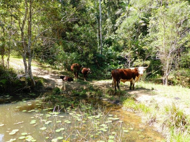 7 Gordons Knob Road, Nambucca Heads NSW 2448