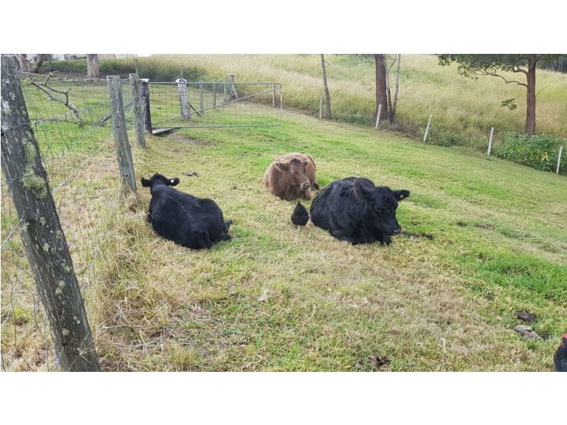 42 Coldwater Creek Road, Nana Glen NSW 2450