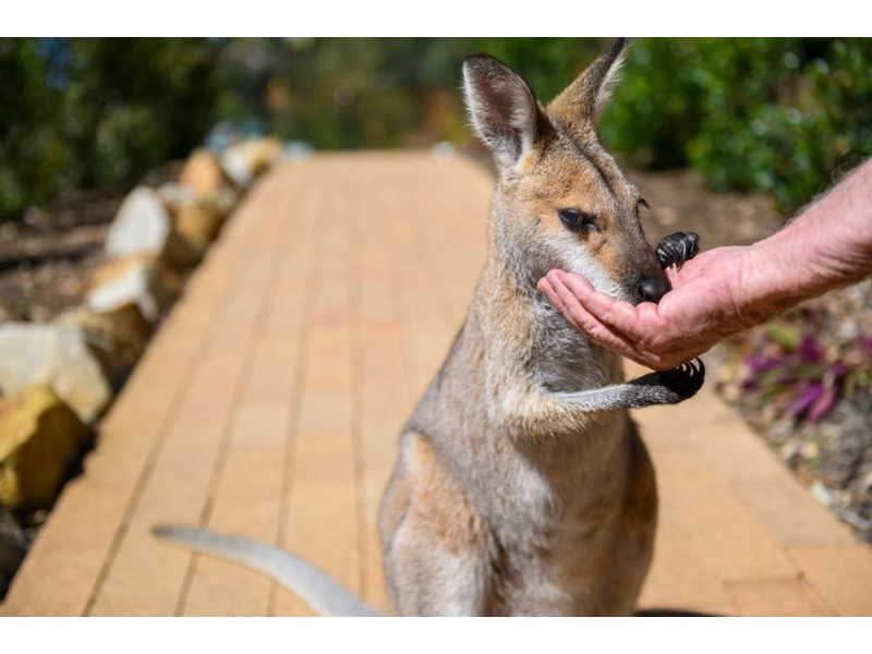 17 Colonial Court, Moonee Beach NSW 2450