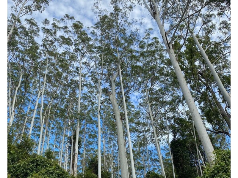 40 Swans Road, Bucca NSW 2450