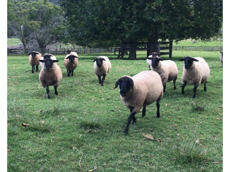 Bonville NSW 2441