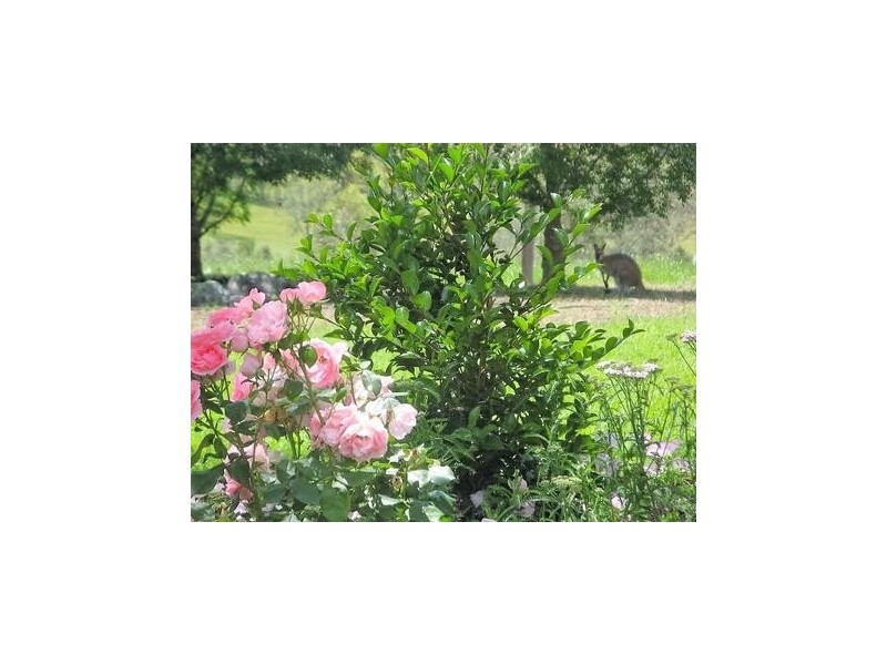 543 Barrington East Road, Gloucester NSW 2422