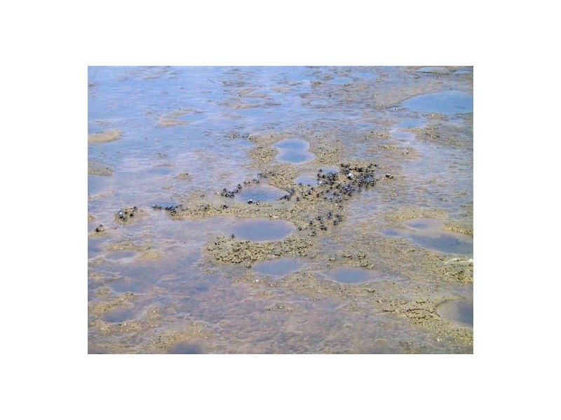 Dangar Island NSW 2083