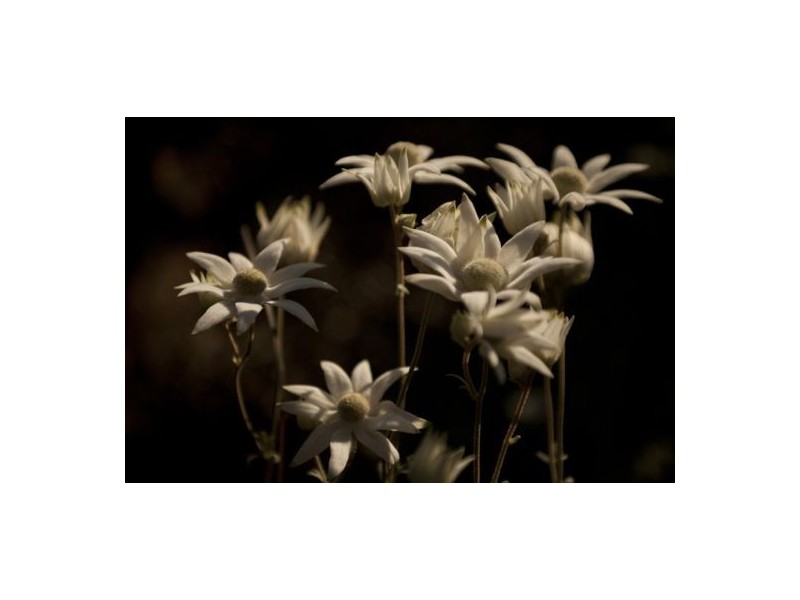 Mount White NSW 2250