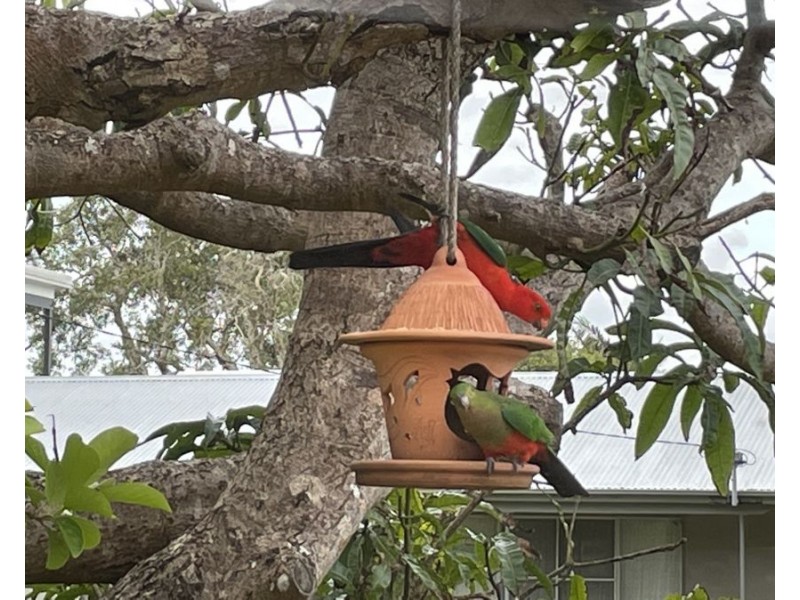 1a Dillon Street, Sawtell NSW 2452