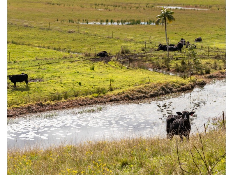 33 Gordon Road, Raleigh NSW 2454