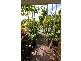 Toormina NSW 2452