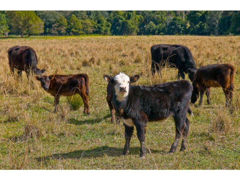 Coffs Harbour NSW 2450