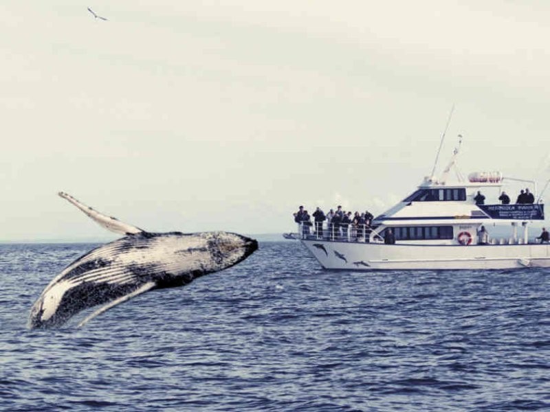 9  Brewis Close, Toormina NSW 2452