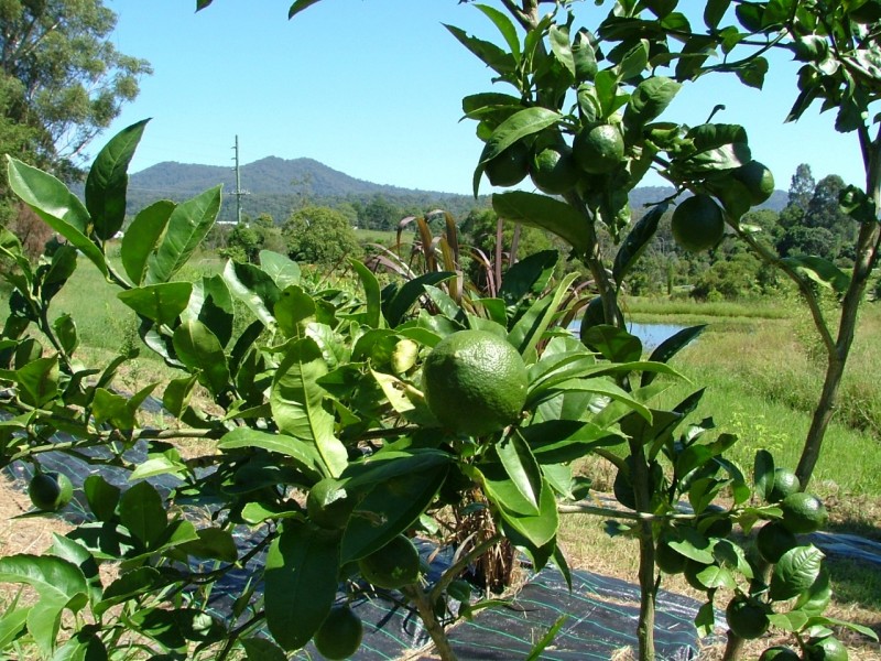 13a Eckford Close, Boambee East NSW 2452