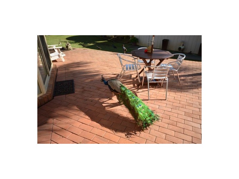 9 Hammond Road, Emerald Beach NSW 2456