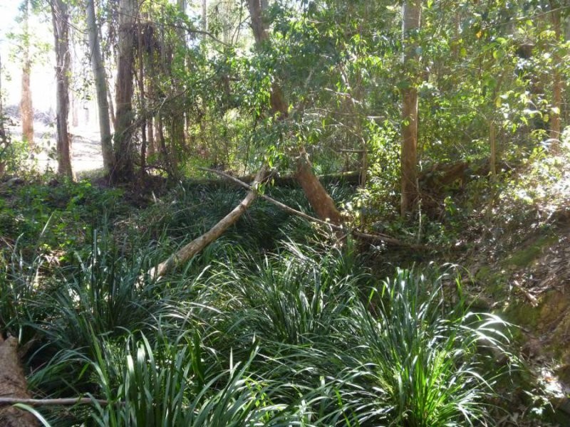 239 Lurcocks Creek Road, Glenreagh NSW 2450