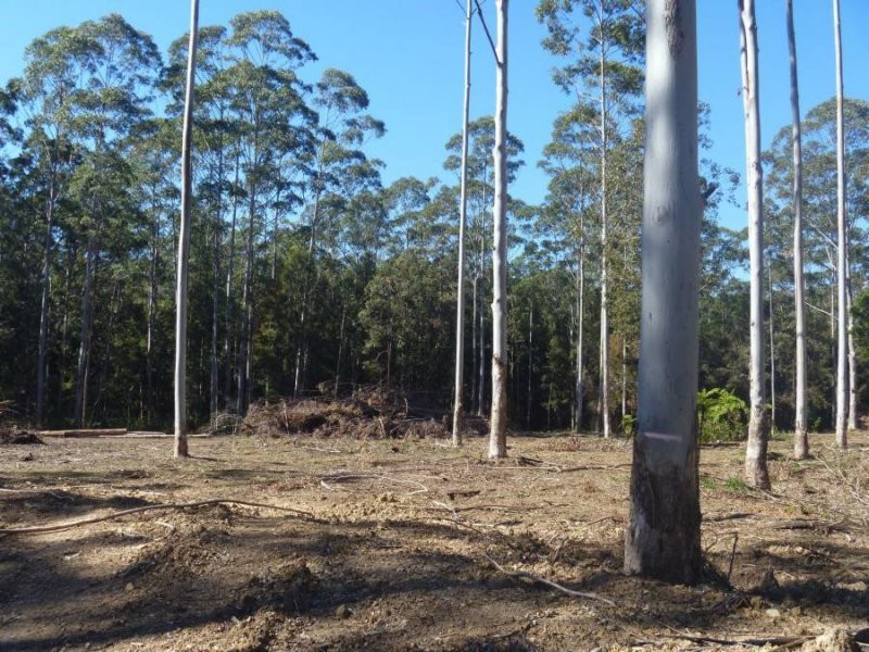 239 Lurcocks Creek Road, Glenreagh NSW 2450