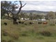 Mt Norman Road, Wallangarra QLD 4383
