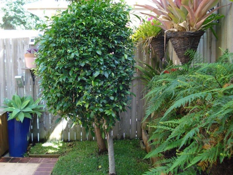 2/141 Cotlew Street, Ashmore QLD 4214