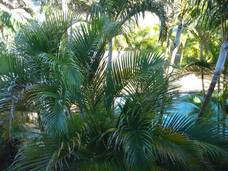 Chevron Island QLD 4217