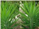 Benowa QLD 4217