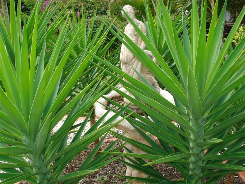 Benowa QLD 4217