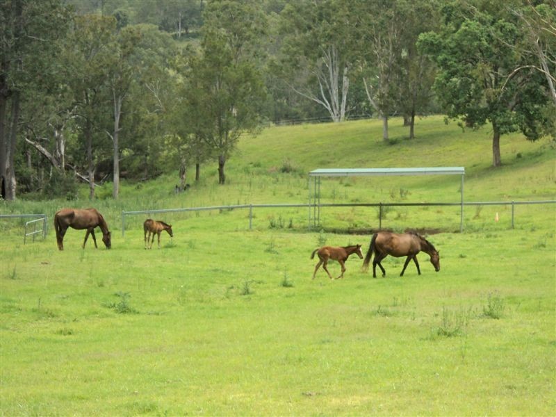 Ferny Glen QLD 4275