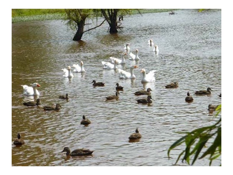 253 Avoca Drive, Avoca Beach NSW 2251