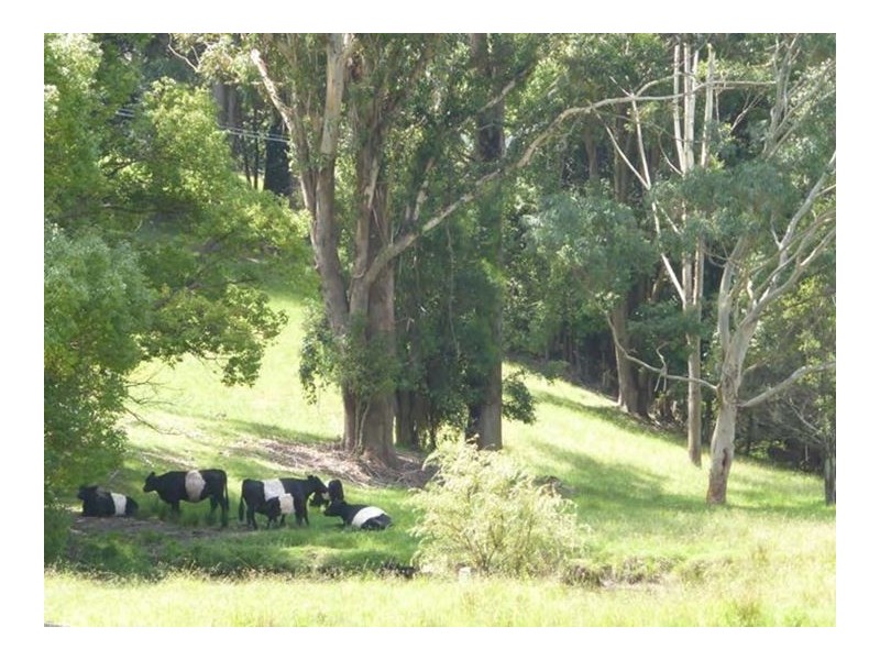 253 Avoca Drive, Avoca Beach NSW 2251