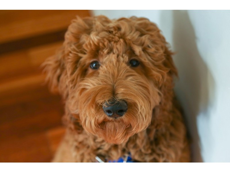 21 Lowanna Ave, Forresters Beach NSW 2260