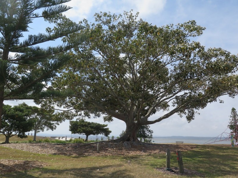 The Entrance NSW 2261