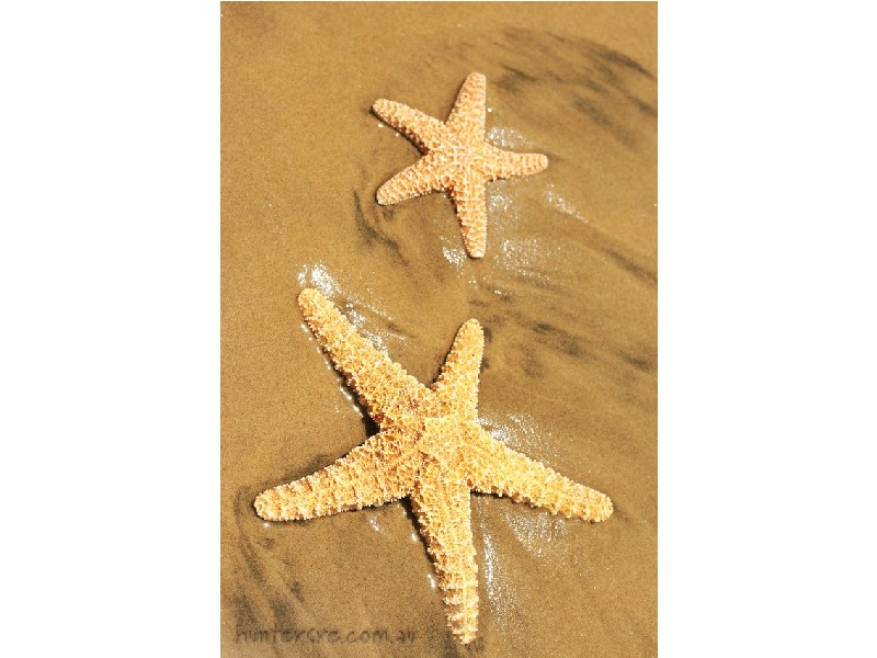 3/29 Ena Street, Terrigal NSW 2260