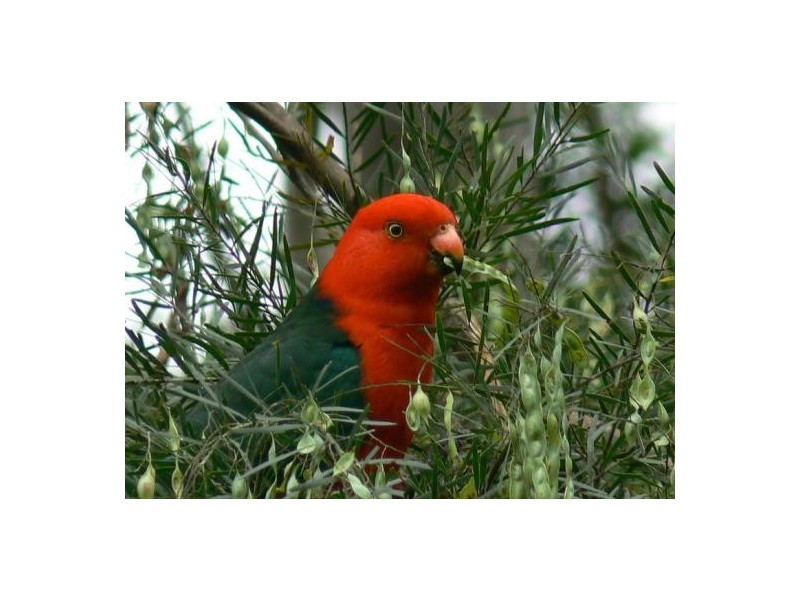 14 Christie Road, Lisarow NSW 2250