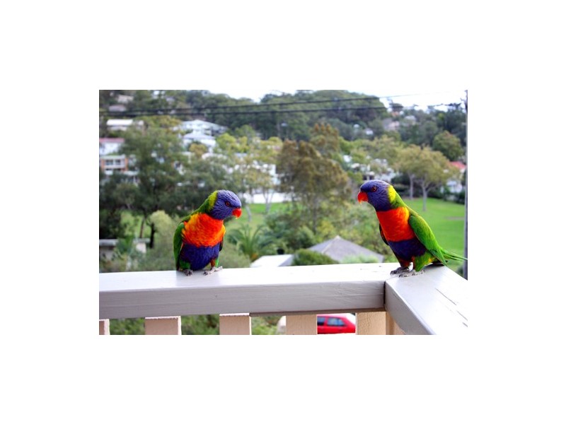 4/8 Avoca Drive, Avoca Beach NSW 2251