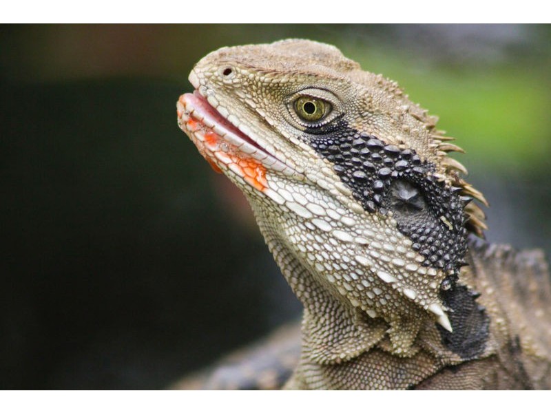 Macmasters Beach NSW 2251