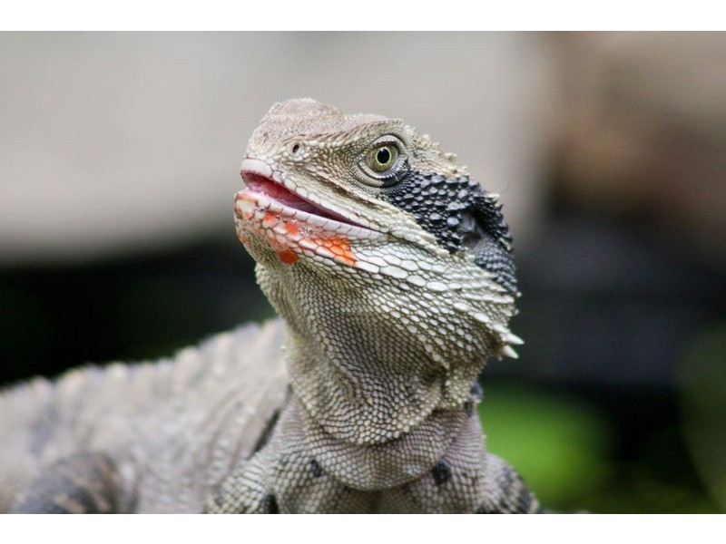 Macmasters Beach NSW 2251
